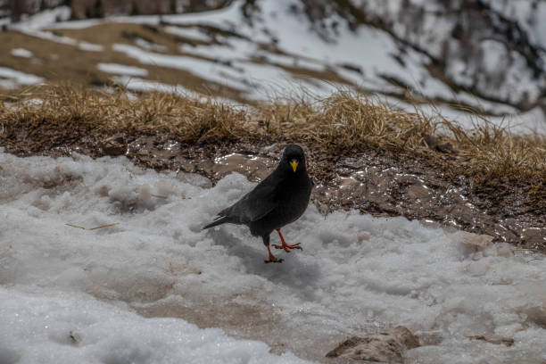 istock Alpine chough standing on snow, Visevnik peak 1176949471