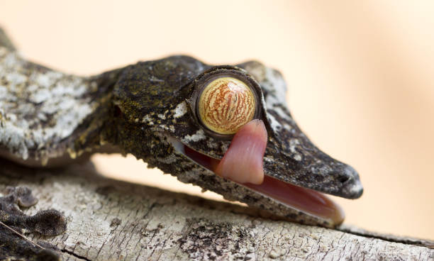 istock Uroplatus gecko in Madagascar 1176950135
