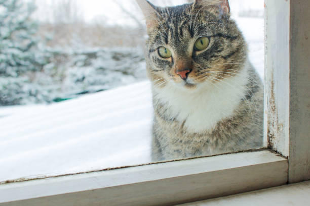 istock winter has come, the cat outside the window asks for a warm home 1176950353