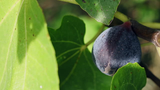 Ripe fig fruit on tree