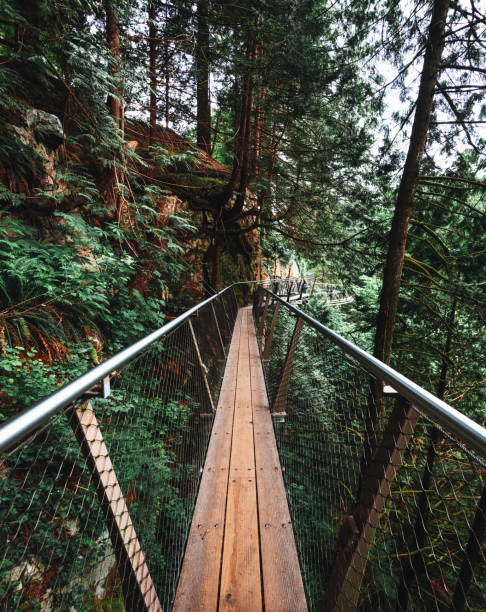 ponte suspendida em america do norte - vancouver green forest ravine - fotografias e filmes do acervo