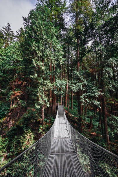ponte suspendida em america do norte - vancouver green forest ravine - fotografias e filmes do acervo