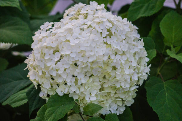 istock Bushes of a white cone-shaped hydrangea in a city garden. 1176954529