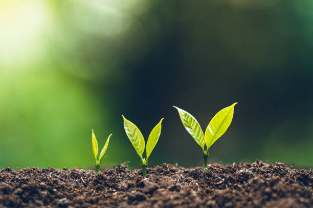 istock Growth tree young plant Natural green background 1176956260