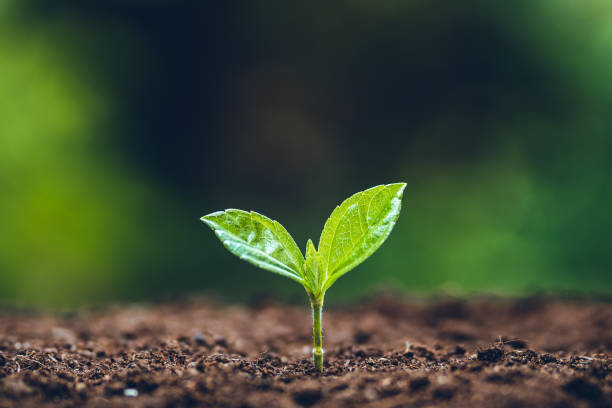 istock Growth tree young plant Natural green background 1176956264