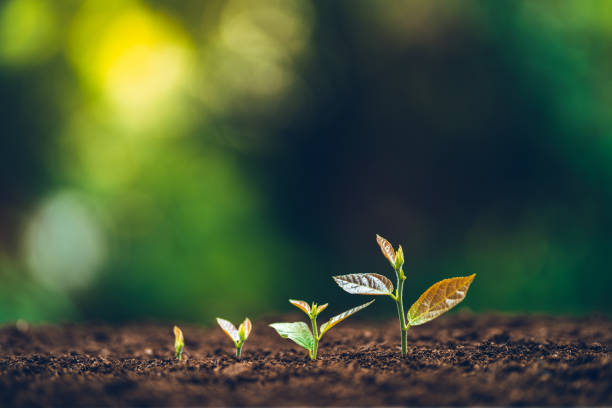 istock Growth tree young plant Natural green background 1176956267