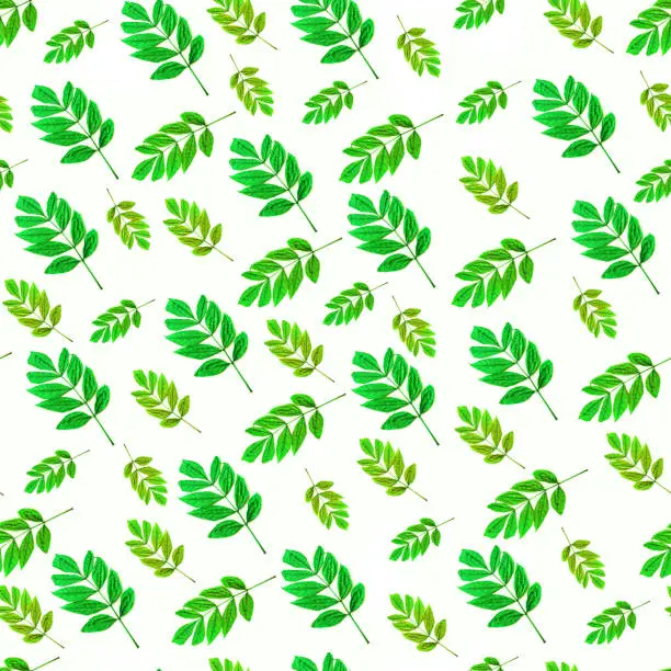 Autumn leaves seamless pattern. Colorful fall leaf of ash tree isolated on a white background. Different colors and sizes. Bright green shades. Nature concept, top view, flatlay.