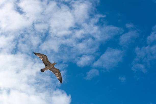 istock Seagull flying on the blue sky background 1176957454