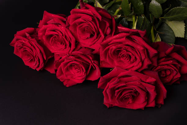 istock large-sized Dutch roses lie beautifully on a table on a dark background collected in a bouquet 1176958817