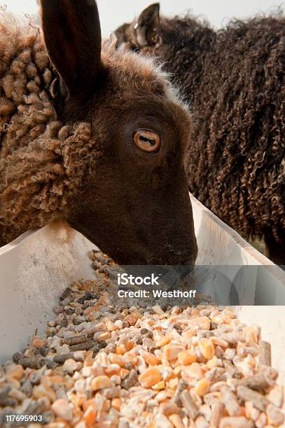 Ужин Время — стоковые фотографии и другие картинки Овца - Копытное животное - Овца - Копытное животное, Кормить, Кукуруза