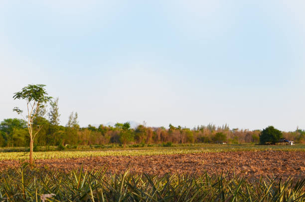 istock Tropical Preparation Agricultural Landscape View 1176959964