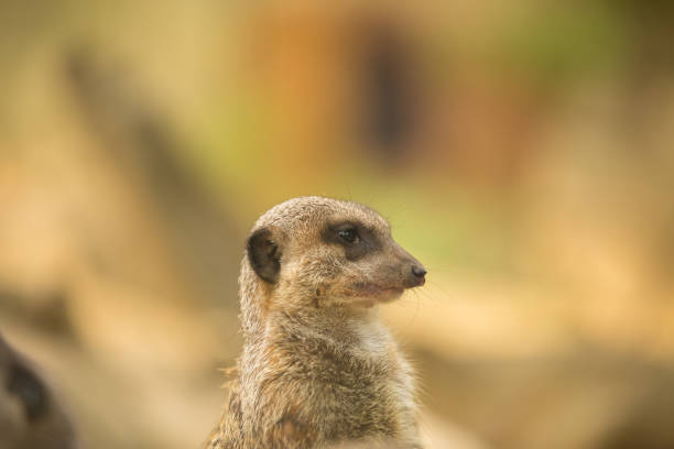 Meerkat or suricate uricata suricatta face close up.Selective focus