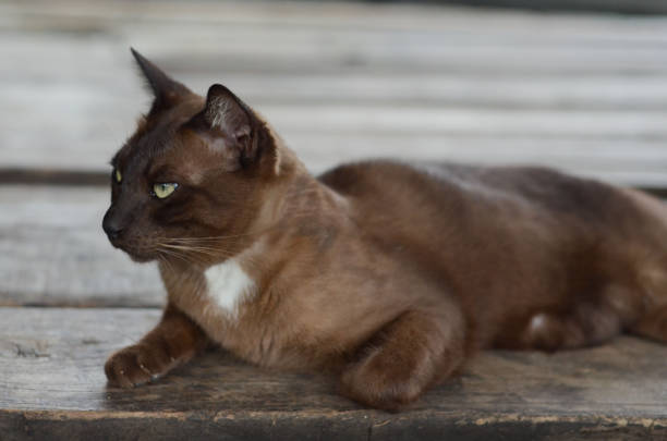 istock Domestic Cat Thailand on Wooden Table 1176960339