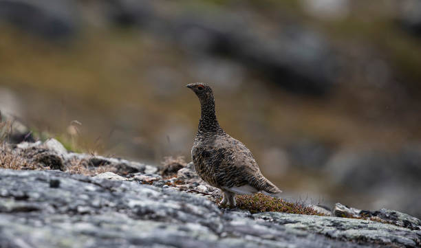 ptarmigan female - saana imagens e fotografias de stock