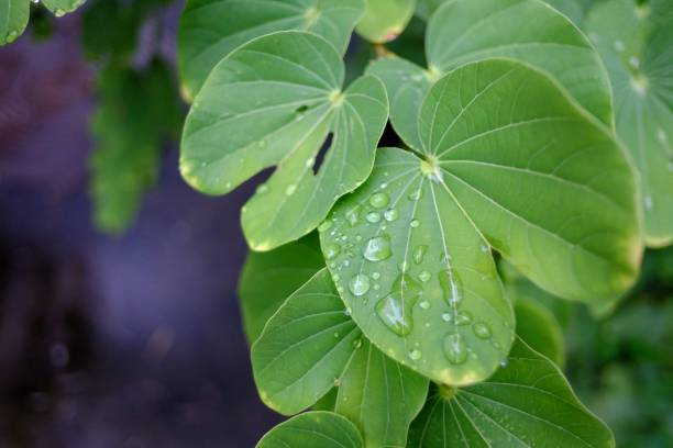 istock Rainy droplets on tropical plant leaves with dark background 1176962604