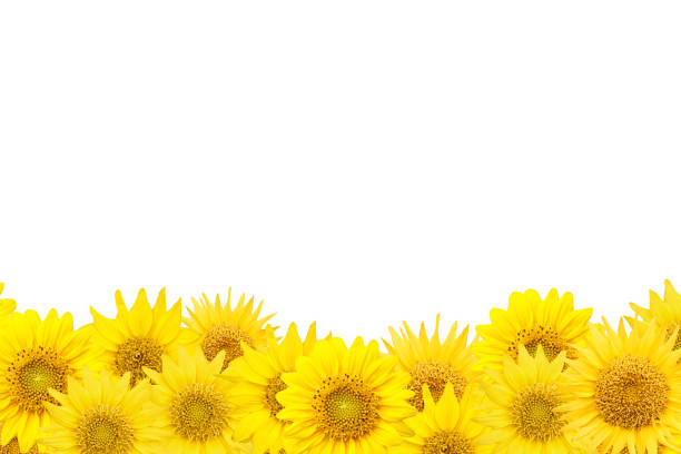 istock sunflowers head border isolated on white background 1176962850
