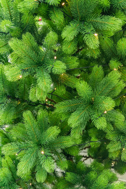 istock texture background of a furry tree branches for a Christmas card 1176963363