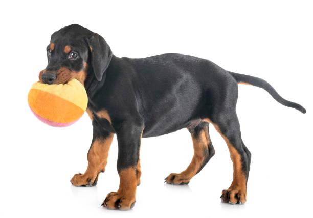 istock puppy Doberman Pinscher 1176963592