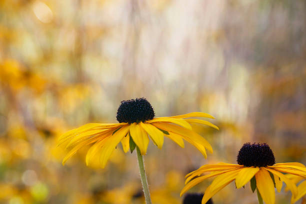 rudbeckia hirta, powszechnie znany jako black-eyed susan, gloriosa daisy lub yellow oxeye daisy. - daisy susan eyed black zdjęcia i obrazy z banku zdjęć