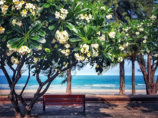 The view of the  Frangipani and the bench isolation  on sea view background. Relaxing corner under the Plumeria tree in front of the beach