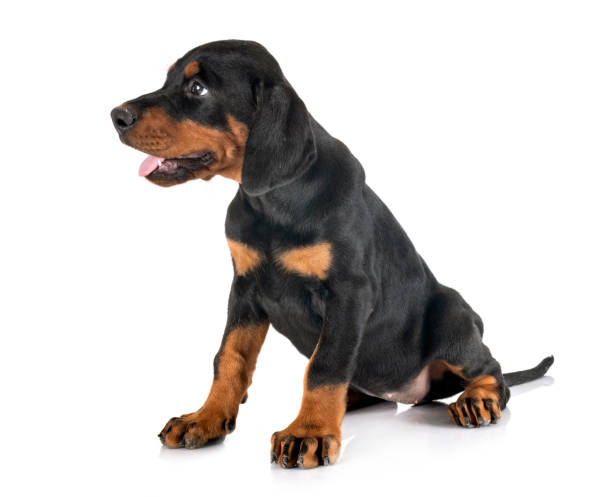 istock puppy Doberman Pinscher 1176968812