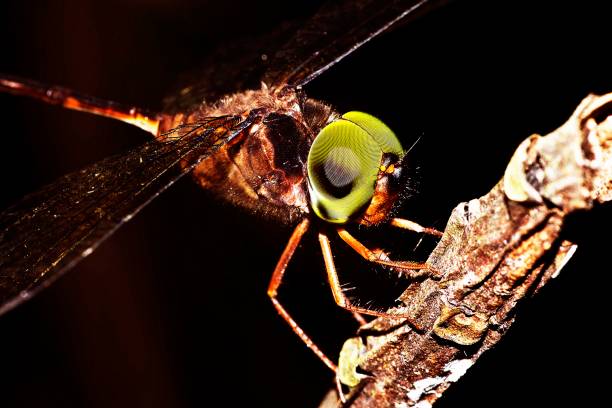 Dragonfly on branch - black background.