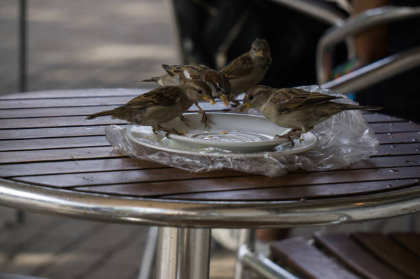 istock Sparrows sit on the table and eat. Dirty plate with leftovers after breakfast. 1176970481