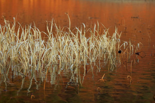 istock Winter in the reeds 1176970882
