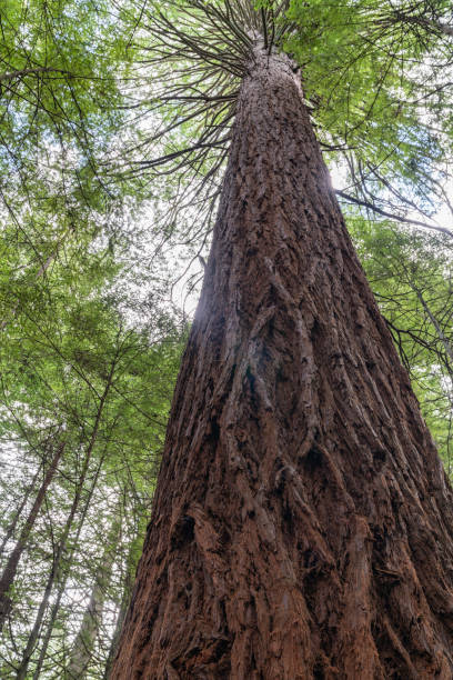 istock Whakarewarewa Redwood Forest 1176971190