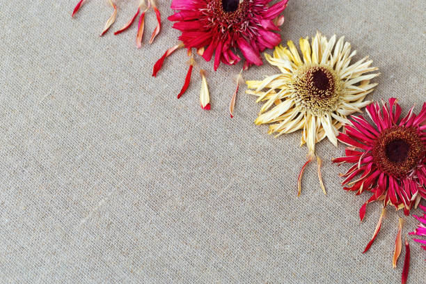 istock Natural background with dry flowers gerbera on linen cloth. Copy space for text. 1176971316