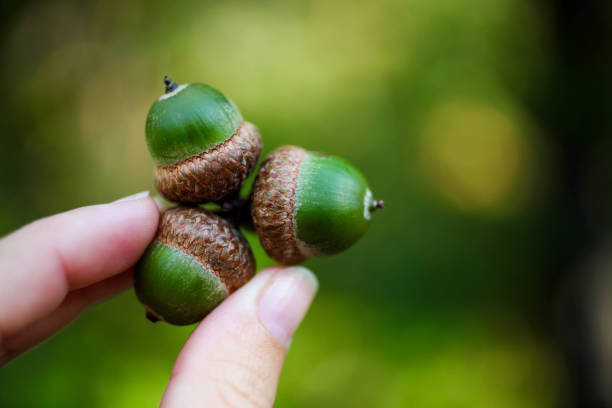 istock green acorns in hand 1176972134