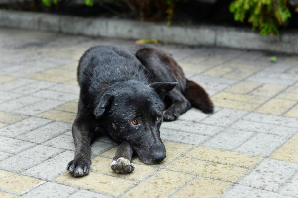 도시 거리에 슬픈 눈을 가진 불행한 길 잃은 개 - dog stray animal depression sadness 뉴스 사진 이미지