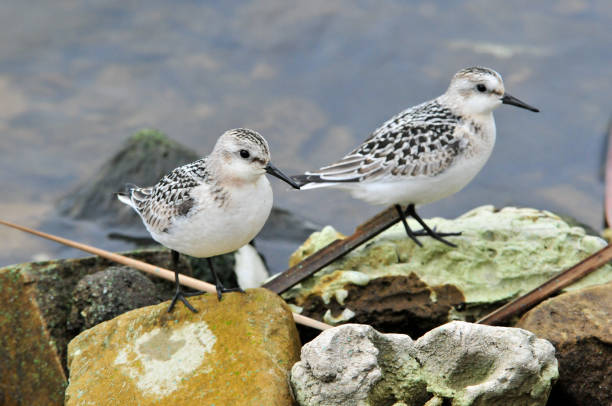 zugvögel ruhen am ufer der wolga. der sanderling (calidris alba) ist ein kleiner watvogel. - stone bird animal autumn stock-fotos und bilder