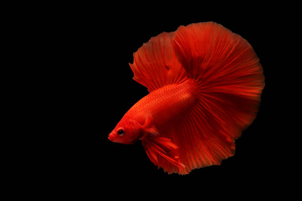 istock Super red betta fish. Siamese fighting fish isolated on black background. Thailand. 1176972658