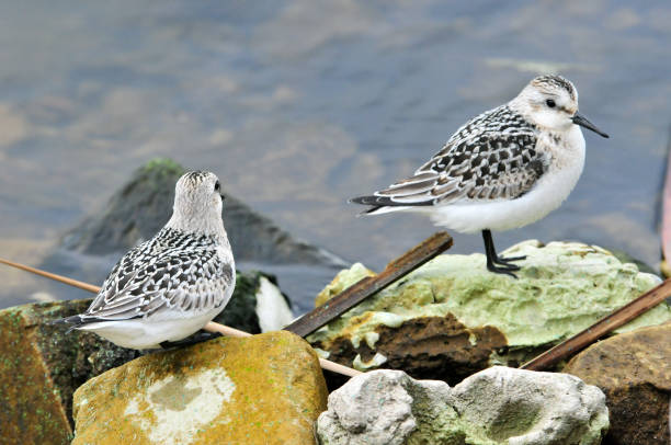 zugvögel ruhen am ufer der wolga. der sanderling (calidris alba) ist ein kleiner watvogel. - stone bird animal autumn stock-fotos und bilder