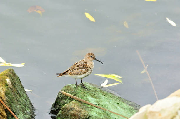 istock The western sandpiper (Calidris mauri) is a small shorebird. 1176972735