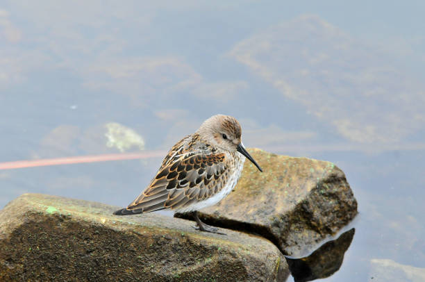 istock The western sandpiper (Calidris mauri) is a small shorebird. 1176972879
