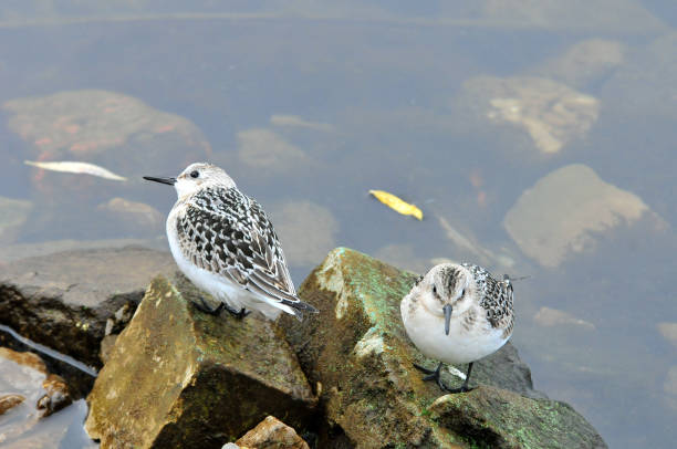 zugvögel ruhen am ufer der wolga. der sanderling (calidris alba) ist ein kleiner watvogel. - stone bird animal autumn stock-fotos und bilder