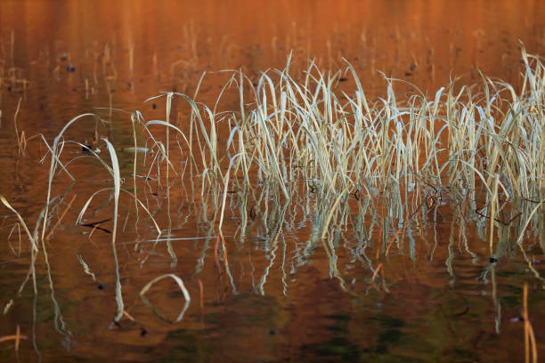 istock Winter in the reeds 1176973574