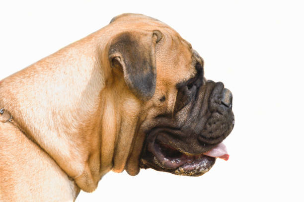 istock bullmastiff closeup portrait in profile 1176973778