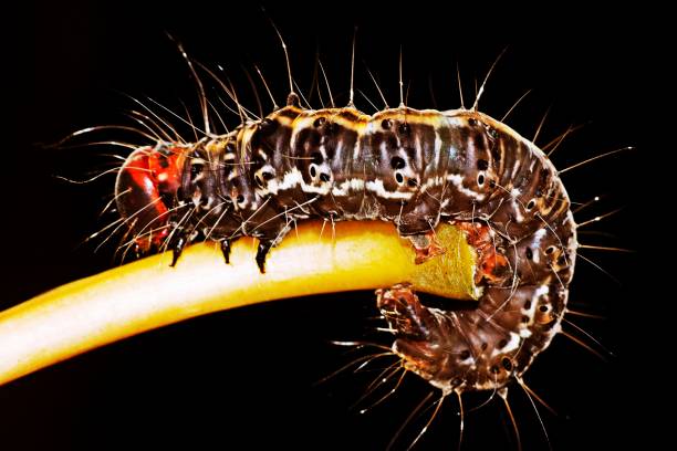 istock Caterpillar crawling on brown branch. 1176975346