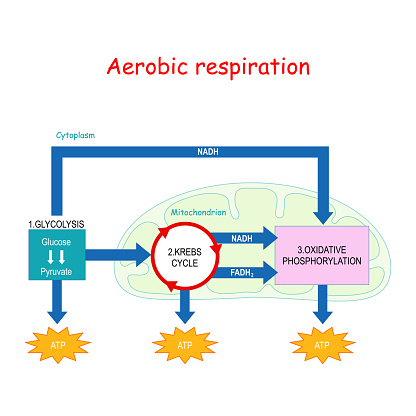 Ilustración de Respiración Aeróbica Ciclo Krebs y más Vectores Libres de Derechos de Intercambio gaseoso - Intercambio gaseoso, Aeróbic, Mitocondrio - iStock Ilustración de Respiración Aeróbica Ciclo Krebs y más Vectores Libres de Derechos de Intercambio gaseoso - Intercambio gaseoso, Aeróbic, Mitocondrio - iStock