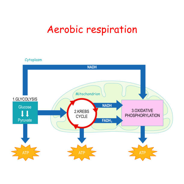 ilustraciones, imágenes clip art, dibujos animados e iconos de stock de respiración aeróbica. ciclo krebs - molecule glucose chemistry biochemistry