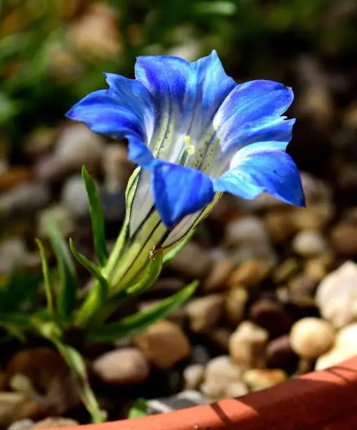 A single blue bloom of Gentiana Amethyst.