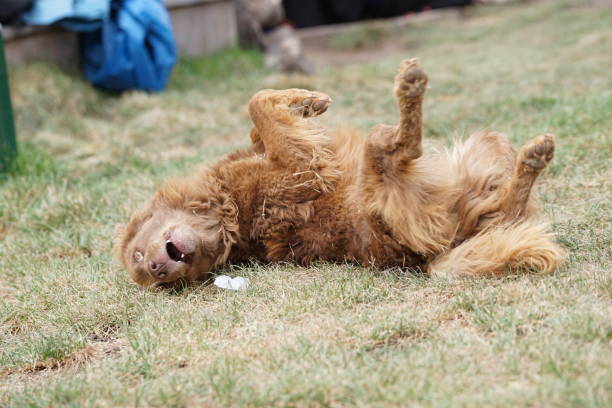 Peru Hund Goldie Golden Retriver