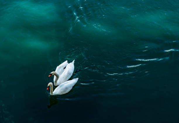istock Swans on the River Rhone in Lyon 1176976889