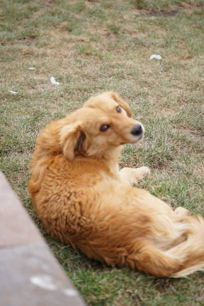 istock Peru Hund Goldie Golden Retriver 1176976956