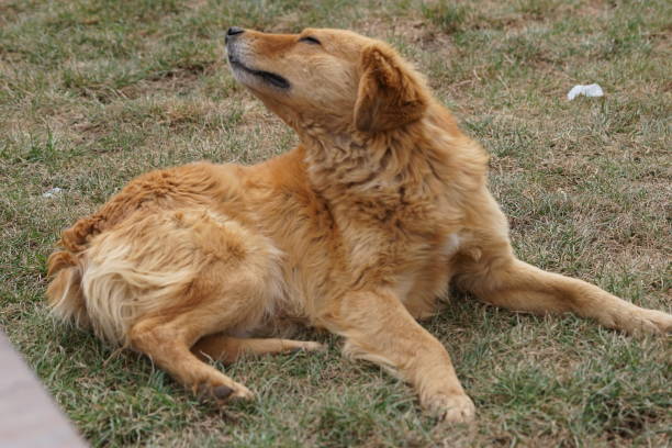 Peru Hund Goldie Golden Retriver