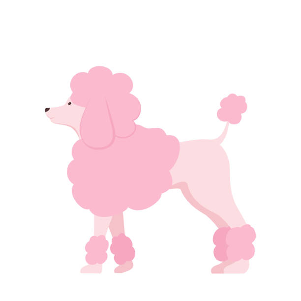 Pink Poodle Stock Illustration - Download Image Now - Poodle, Dog, Elegance  - iStock