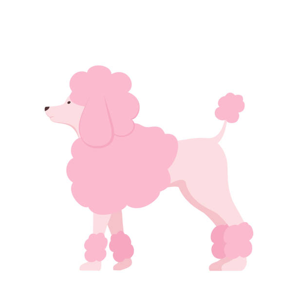 Pink Poodle Stock Illustration - Download Image Now - Poodle, Dog, Elegance - iStock Pink Poodle Stock Illustration - Download Image Now - Poodle, Dog, Elegance - iStock